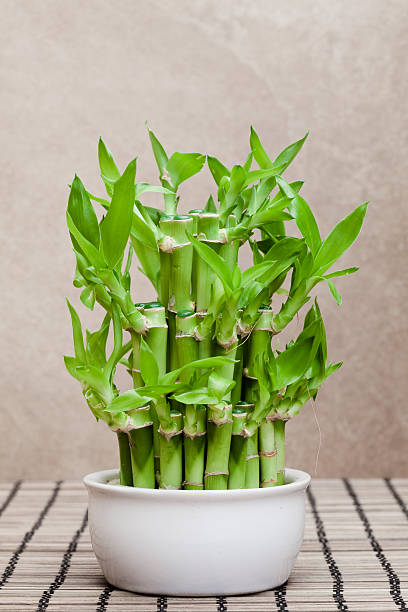 Lucky Bamboo