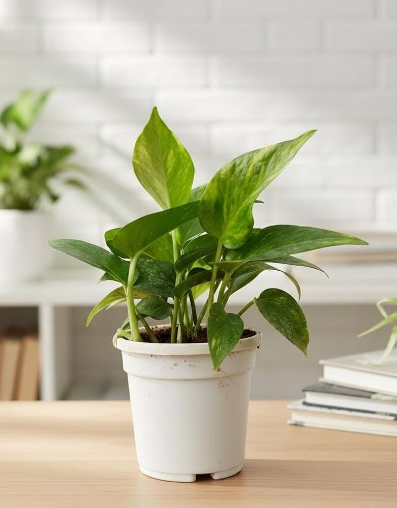 Money Plant Golden Pothos