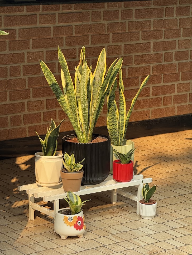 Snake Plant